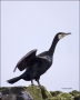 Shag;Phalacrocorax-aristotelis;Scotland;one-animal;close-up;color-image;nobody;p